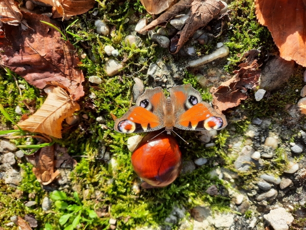 WALD WIRKT WUNDER - ...mal anders